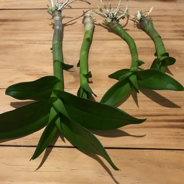 4 Bareroot Orchid SEEDLINGS Bundle - Live Plant- Dendrobium, Phalaenopsis, Cattleya, Bulbophyllum, etc