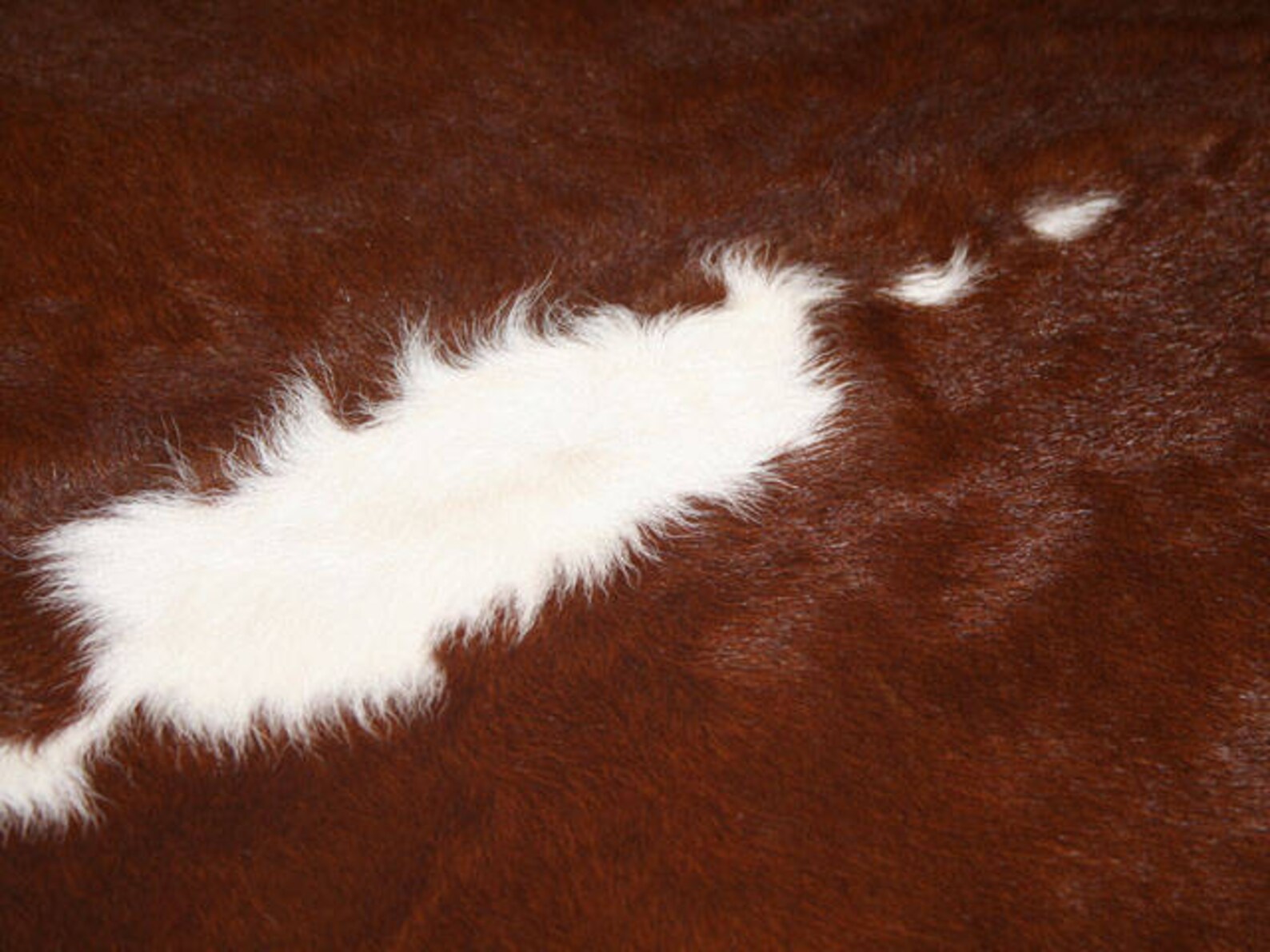 Cowhide Rug Chocolate Calf Hide Cow Hide Brazilian Area Rugs - Etsy