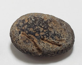 Cintamani Saffordite 16.9 Grams- "Cintamani Stone" Senora Desert Arizona, USA- Flat, Partially Mineralized- Banded Translucent- SK15