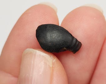 Australite Tektite, South Australia: 0.78 gram Australasian Impact- Flanged Button Shrapnel, 'Fish'- D15