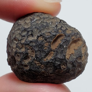 Cintamani Saffordite 16.1 Grams- "Cintamani Stone" Safford Arizona USA- Highly Textured, Mineralized, Nut Like Shape- Translucent- AA12
