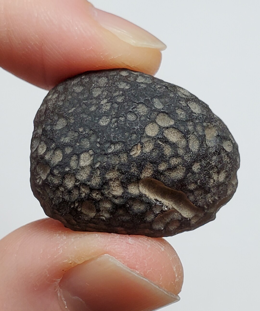 Cintamani (Saffordite/Arizonaïte)