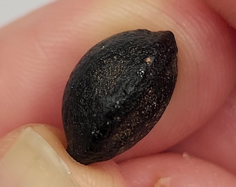 Australite Tektite, South Australia: 1.53 gram Australasian Impact- Part Flanged, Core Lemon like Shape- D8