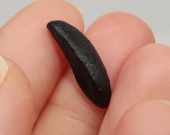 Australite Tektite: Western Australia, North Goldfields Area- 0.81 gram- Australasian Impact- C4