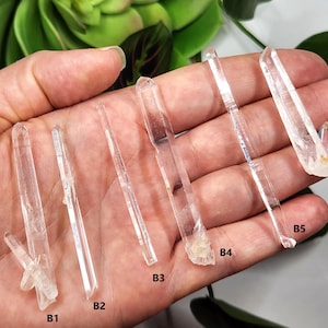 May include: Six clear quartz crystal points of varying lengths, labeled B1 through B6, are held in a hand. The crystals are smooth and translucent.