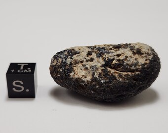 Saffordite 19.2 Gram- "Cintamani Stone" Safford Arizona USA- Oblong Palm Stone, Yin & Yang Sides, Part Mineralized- Banded Translucent- AE18