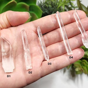May include: Five clear quartz crystal points of varying sizes are displayed in a hand. The crystals are transparent with visible internal structures and natural formations. Each crystal is labeled with a 'D' followed by a number, from D1 to D5.