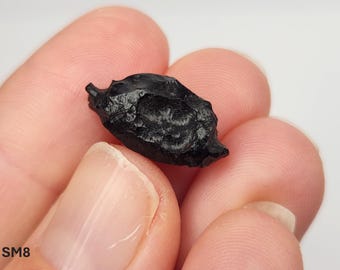 Select One Billitonite Tektite: 'Batu Satam', Belitung Island, Indonesia- Rare Find, Glossy- SM(7-12)