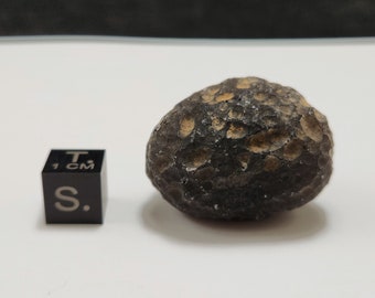 Saffordite 23.3 Grams- "Cintamani Stone" Safford Arizona USA- Deep Moon like Craters, Highly Textured, Lightly Mineralized- Translucent- AD4