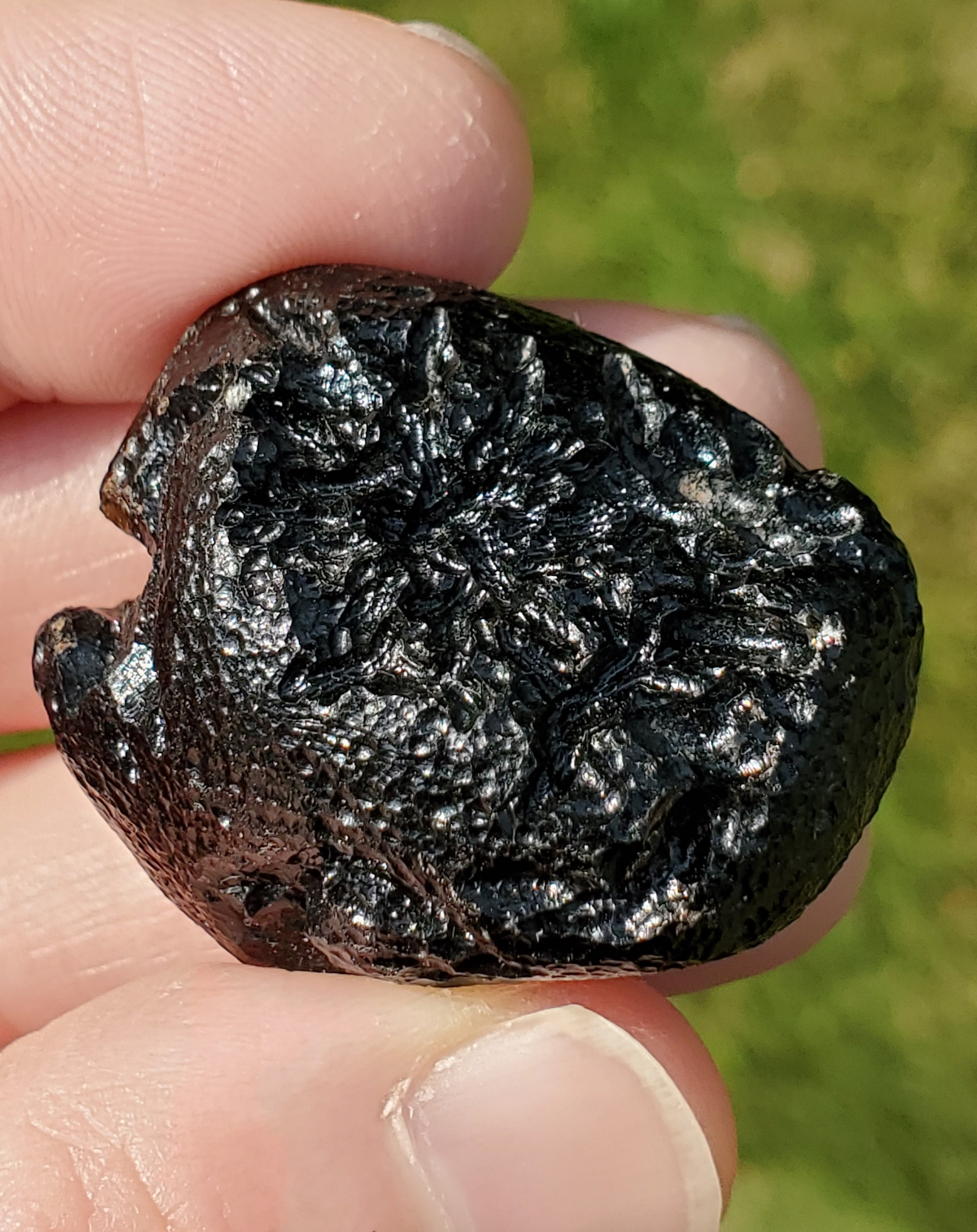 Tektite- Amazing 'Anda' Style Markings, Classic Y-Grooves, Rodent Chew ...
