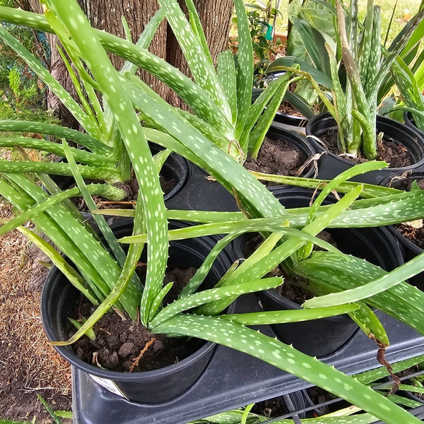Aloe Vera Succulent Plant 6" Sábila
