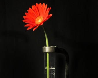 Forged steel and glass propagation vase