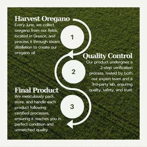 Flowchart showing oregano oil production: Step 1 - Oregano is harvested in June and steam-distilled. Step 2 - A two-step quality control process ensures product safety. Step 3 - Final product is packed and handled with care for top quality.