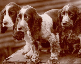 Original 1930s Darling Springer Spaniel Puppies Real Photo Postcard - Antique RPPC Vintage Edwardian Gundog Dog