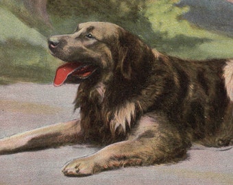 1900s Leonberger Dog Antique Postcard - Vintage Victorian Edwardian
