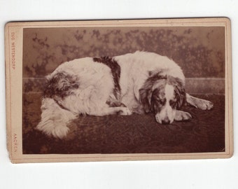Original 1880s Large Retriever Dog CDV Photo - Carte de Visite Antique Vintage Victorian Edwardian Pet Photograph