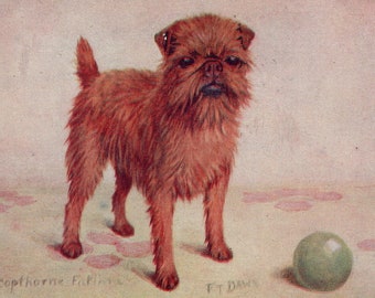 Original 1920s Champion Brussels Griffon Antique Artist Signed Illustrated Postcard - Vintage Victorian Edwardian Dog F. T. Daws