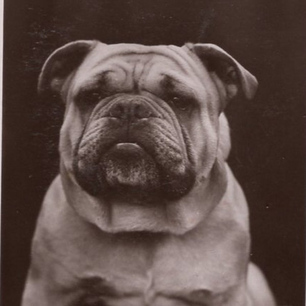 Original 1900s British Bulldog "The Boss" Real Photo Postcard Antique Vintage RPPC Edwardian Victorian Pet Pitbull Dog