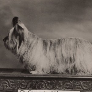 Cartão de cigarro original Skye Terrier Champion Chummie of Merrymount, antigo, grande e pequeno, com foto real - Vintage Dog Wills