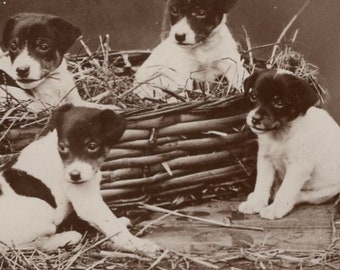 Original 1920s Smooth Fox Terrier Puppies in a Basket Antique Real Photo Postcard - Vintage Victorian Edwardian RPPC Dog