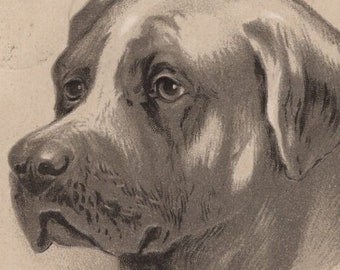 Original 1910s Stunning Mastiff Antique Artist Illustrated Postcard - Antique Dog Vintage Victorian Edwardian