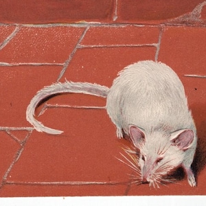 Original 1900s Mice Embossed Artist Signed Illustrated Postcard - Vintage Mouse Victorian Edwardian Chromo Animal