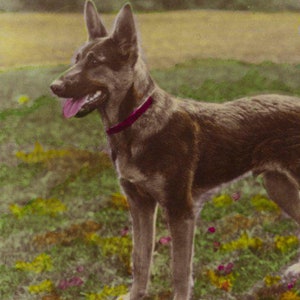 Original 1930s German Shepherd Real Photo Postcard - Antique Vintage RPPC Hand Tinted Dog GSD Alsatian