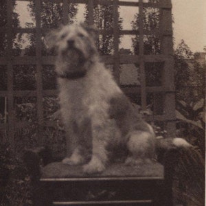 Fox terrier à poil dur des années 1910 dans le jardin antique vraie carte postale photo - chien RPPC victorien édouardien vintage