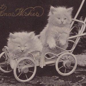 Par original de gatinhos persas brancos de 1900 em um carrinho de bebê Cartão postal antigo - Gato eduardiano vintage