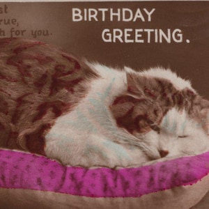 Postal antigua con foto real original de un gato de carey durmiendo, de la década de 1920: gato vintage RPPC teñido a mano