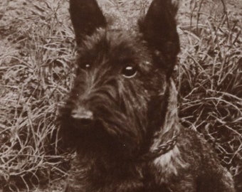 1950s Originale Darling Scottie Hund Antike Real Photo Postkarte - RPPC Vintage Edwardian Scottish Terrier Scotty