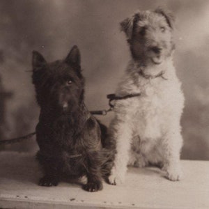 Original des années 1930 pour animaux de compagnie Scottie & Fox Terrier vraie photo carte postale - ancien vintage RPPC édouardien victorien chien de compagnie Scottie Scotty