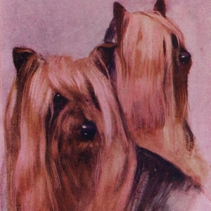 Carte postale originale de l'artiste du Yorkshire Terrier des années 1910 illustrée signée George Vernon Stokes - chien édouardien vintage antique