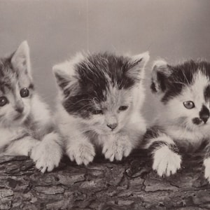 Postal antigua con foto real original de los años 30 de un trío de adorables gatitos carey - Vintage Cat RPPC