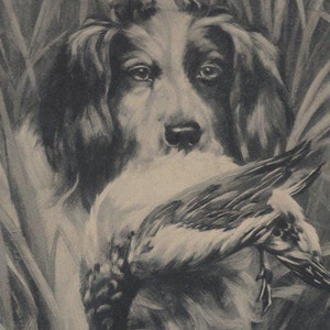 Postal ilustrada firmada por el artista original de Springer Spaniel de la década de 1900: perro antiguo de caza de estilo eduardiano