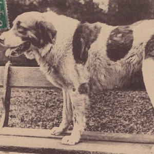 Carte postale ancienne originale de chien de montagne des Pyrénées des années 1900 - chien édouardien victorien vintage
