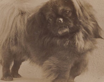 Original 1910s Pedigree Pekingese Real Photo Postcard - Antique Vintage RPPC Edwardian Victorian Pet Dog