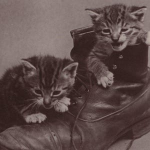 Postal antigua con foto real de gatitos atigrados y botas de cuero, original de la década de 1910 - Gato eduardiano vintage (RPPC)