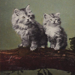 Original 1900s Pair of Darling Persian Kittens on a Tree Branch Antique Postcard - Vintage Edwardian Cat