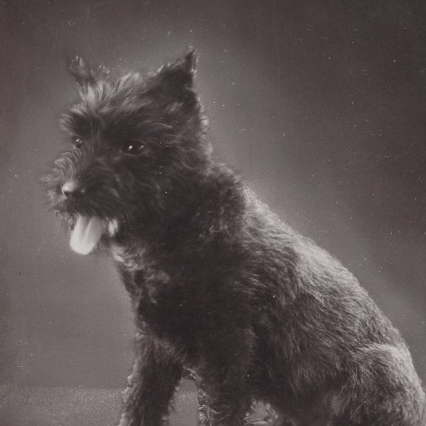 Original 1950s Scottie Dog Antique Real Photo Postcard - RPPC Vintage Edwardian Scottish Terrier Scotty