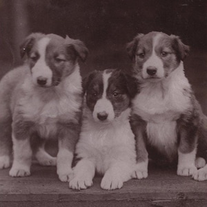 Original 1900er Jahre Trio of Wunderschöner Collie Welpen Postkarte - Antiker RPPC Vintage Edwardian Hund