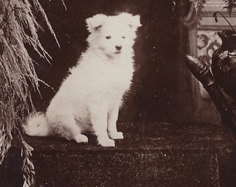 Original 1910s Samoyed Puppy in a Box Real Photo Postcard - Antique RPPC Vintage Edwardian Eskimo Husky Spitz Dog