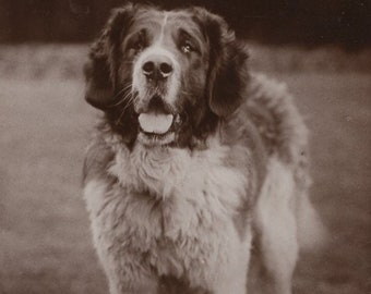 Original 1910s St Bernard called "Sturdee" Antique Real Photo Postcard - Vintage Victorian Edwardian RPPC Dog