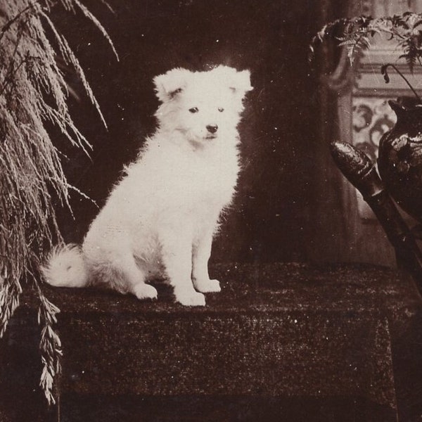 Original 1910s Samoyed Puppy in a Box Real Photo Postcard - Antique RPPC Vintage Edwardian Eskimo Husky Spitz Dog