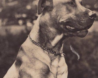 Original 1940er Jahre Pedigree Brindle Deutsche Dogge & Spaniel Welpe Antike Echtfoto Postkarte - Vintage RPPC Hund