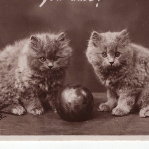 Cartolina con foto originale, Darling Persian Kittens con una palla, originale degli anni ’10, antico gatto edoardiano vintage RPPC Thomas Fall