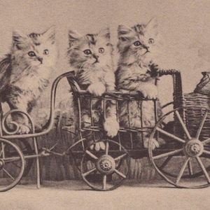 Gattini tabby originali del 1900 su un piccolo treno di vimini Cartolina antica - Studi sui gatti di Landor, epoca vittoriana ed edoardiana