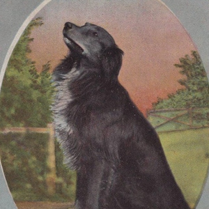 Cartolina antica originale del 1900 con cucciolo di Rough Collie - Cane vittoriano edoardiano d'epoca immagine 1