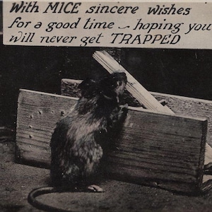 Original 1910s Mouse Avoiding a Trap Antique Real Photo Postcard - Vintage Mice Victorian Edwardian Animal RPPC