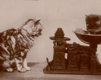 Original des années 1910 Silver Tabby Cat & Tiny Kitten sur l'échelle de pesée Post Real Photo carte postale - RPPC chat édouardien vintage antique